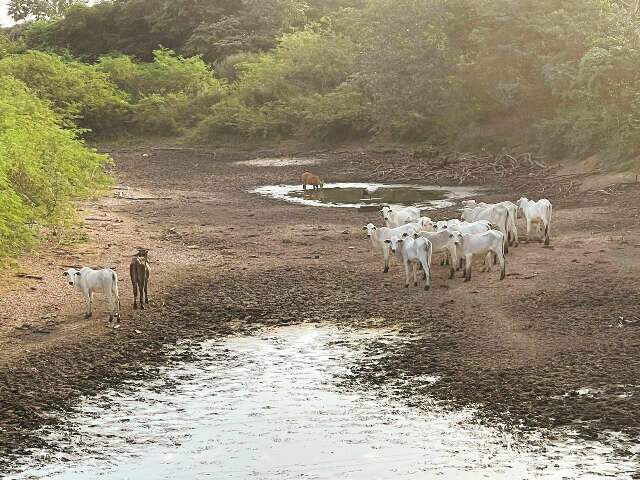 Pantanal caminha para 5&ordm; ano com deficit de chuva