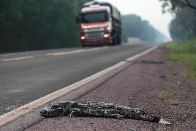 Empresa é contratada para reduzir índice de atropelamento de animais em rodovias