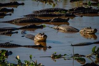 Com 150 mil km², o Pantanal abriga mais de 1 mil espécies de animais, entre eles jacarés (Marcos Vergueiro/Governo de Mato Grosso)