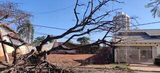 No Bairro Carandá Bosque II, àrvore derrubou parte da fiação elétrica. (Foto: Direto das Ruas)