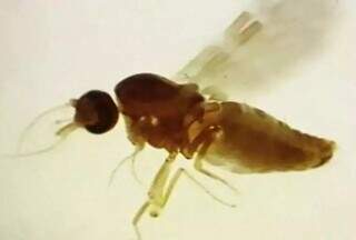 O mosquito Culicoides paraenses é um dos principais vetores da Febre do Oropouche (Foto: Reprodução)