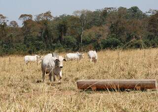 Semiconfinamento de bovinos garante terminação mais rápida a pasto e durante a seca. (Foto: Divulgação/Connan)