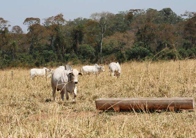 Semiconfinamento é alternativa para melhorar a engorda de bovinos a pasto