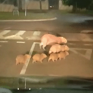 Família de capivaras atravessam a Avenida Filinto Müller (gif: reprodução/vídeo)