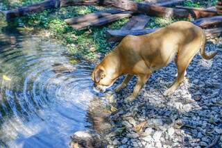 Cachorro de Alex bebendo água no Rio Campina (Foto: Paulo Francis)