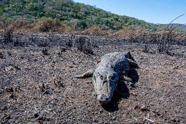 Desola&ccedil;&atilde;o e animais mortos pelo fogo: a trag&eacute;dia volta ao Pantanal 