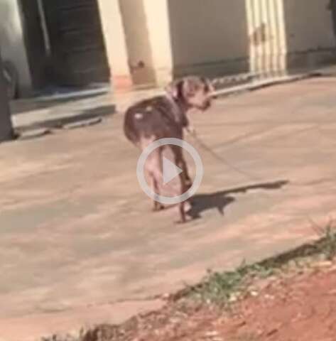 Cadela doente amarrada sob chuva e sol espera socorro h&aacute; mais de um m&ecirc;s