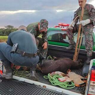 Animal foi resgatado no domingo (16) por equipe da PMA. (Foto: PMA)