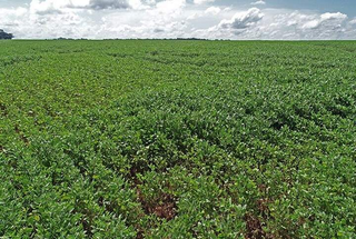 Plantação de soja, no interior de Mato Grosso do Sul. (Foto: Saul Schramm/Iagro)