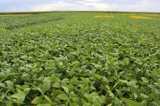 Lavouras de soja lideram a aplicação de defensivos agrícolas, com 55%. (Foto: Arquivo/Embrapa)