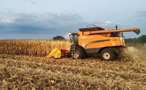 Castigado pela seca, MS inicia colheita do milho com perdas em todo o Estado