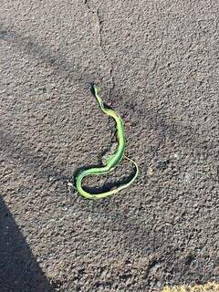 Cobra-verde morreu atropelada ao fugir do fogo em APP (Foto: Direto das Ruas)
