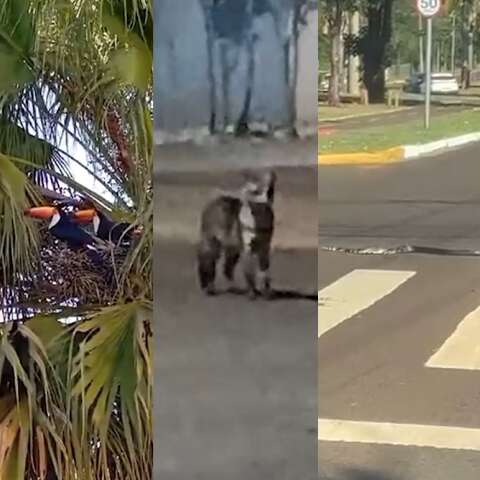 No 1&ordm; semestre do ano, 284 animais silvestres foram capturados pelos bairros