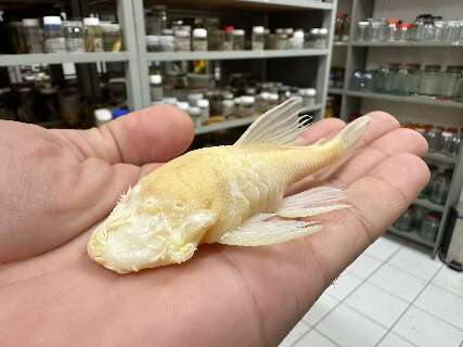 Ameaçado de extinção, peixe cascudo-cego é visto em caverna de Bonito