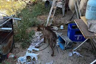 Um dos cachoros encontrados na casa onde foram resgatados (Foto: Divulgação )