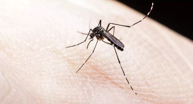 Dengue chega a 12 mil casos confirmados em semana sem mortes