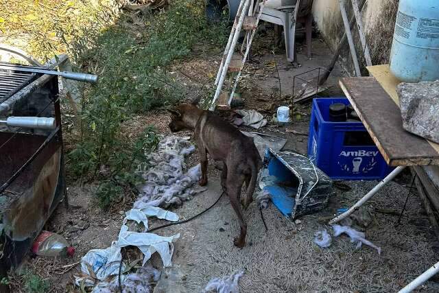 C&atilde;es que estavam em im&oacute;vel abandonado s&atilde;o resgatados pela Pol&iacute;cia Civil