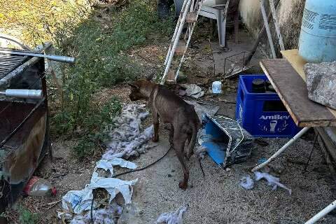 Cães que estavam em imóvel abandonado são resgatados pela Polícia Civil