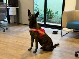 Cadela Laika durante visita ao Campo Grande News. (Foto: Paulo Francis)