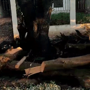  Após poda, árvore de casa abandonada gera incêndio no bairro Tijuca