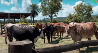Bovinos crioulos pantaneiros criados a pasto e adaptados à região. (Foto: Reprodução YouTube))