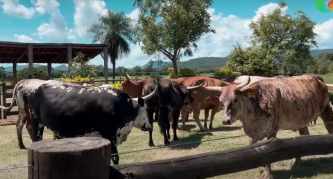 Produção de bovinos com baixo impacto é tema do Pantanal Tech MS 