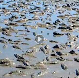 Seca transforma baía do Pantanal em lamaçal e dizima peixes 
