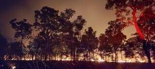 Incêndio avança por fazenda no Pantanal. (Foto: Divulgação/Bombeiros)