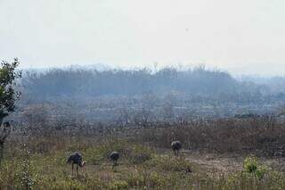 Emas avistadas pelo Gretap em meio à fumaça no Pantanal (Foto: Bruno Rezende)
