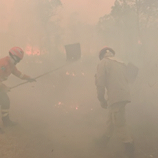 Plano contra fogo em 140 fazendas do Pantanal, queima prescrita ficou no papel 