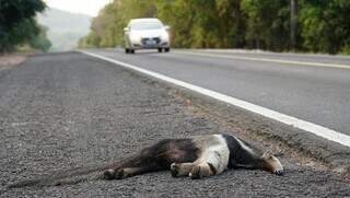 Animal morto atropelado na BR-262 (Foto: Alex Machado)