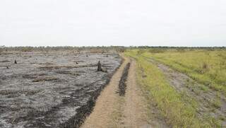 Aceiro aberto no pantanal divide área queimadas do verde preservado. (Foto: Alex Machado)