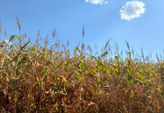 Área cultivada com milho em propriedade rural do Estado. (Foto: Divulgação/Aprosoja-MS)