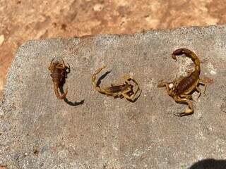 Escorpiões encontrados no quintal da casa de moradora da Capital (Foto: Arquivo/Direto das Ruas)