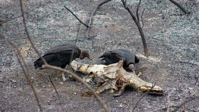 Cemit&eacute;rio de r&eacute;pteis na BR-262 espalha cheiro de carni&ccedil;a e atrai urubus