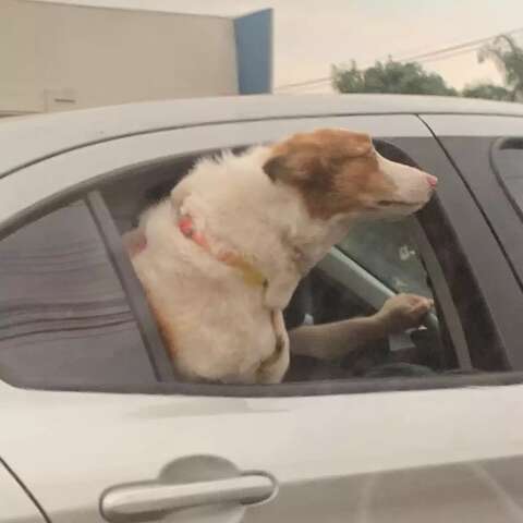 Pet fora de carro pode? Saiba se &eacute; infra&ccedil;&atilde;o e se prejudica &agrave; sa&uacute;de