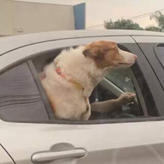 Cachorro é flagrado andando de carro com o rosto pra fora da janela em Campo Grande (Foto: Direto das Ruas)