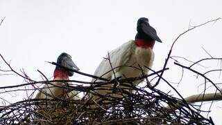Jovem casal de aves acompanha visita da reportagem e do biólogo, em cima do ninho (Foto: Alex Machado)