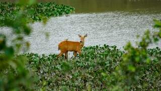 Fêmea da espécie cervo-do-Pantanal aproveitava um dos poucos pontos de água que ainda existem no bioma (Foto: Alex Machado)