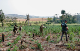 Agentes destruíndo plantações de maconha no Paraguai  (Foto: divulgação) 