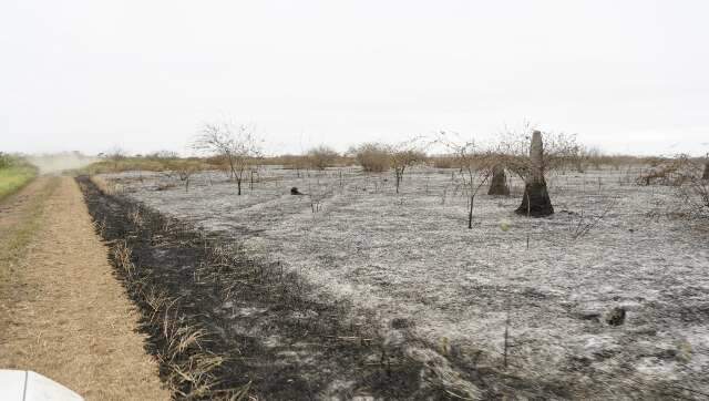 No Pantanal, &aacute;rea incendiada em 6 meses &eacute; quase tudo o que queimou em 2023