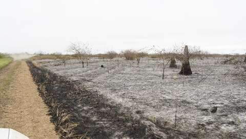 No Pantanal, área incendiada em 6 meses é quase tudo o que queimou em 2023