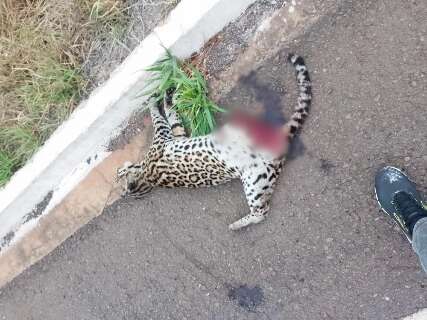 Jaguatirica é encontrada morta em rodovia de MS
