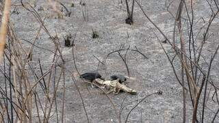 Urubus comem carne de jacaré morto em área de incêndio no Pantanal de Corumbá (Foto: Alex Machado)