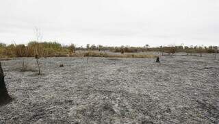 Área devastada após fogo atingir parte do Pantanal, em Corumbá. (Foto: Alex Machado)