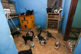 Cerca de 200 felinos vivem na casa (Foto: Paulo Francis)