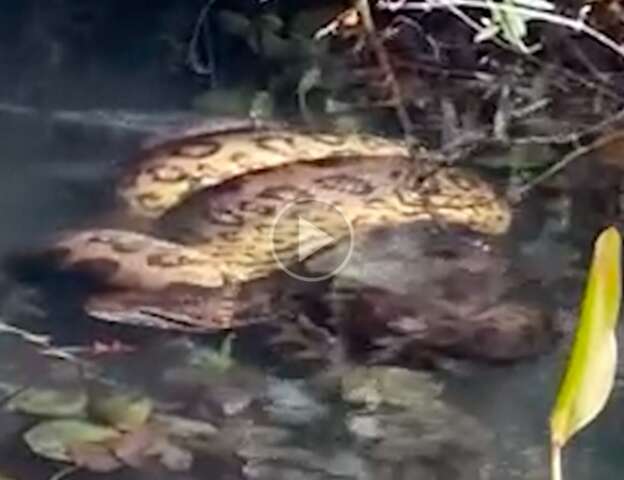 Sucuri captura porco-do-mato em balne&aacute;rio cristalino de Bonito 