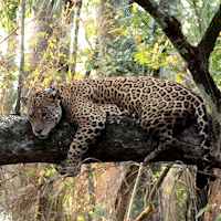 Onça-pintada se refugia em árvore ao fugir de queixadas no Pantanal