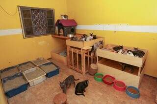 Cômodos da casa foram adaptados para os gatos (Foto: Paulo Francis)