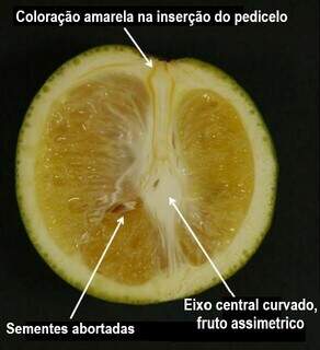 Fruto com sintomas suspeitos de greening dos citros. (Imagem: Iagro-MS)